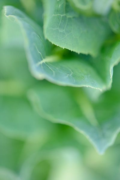 Detailaufnahme der Blätter von Evelien IJpelaar