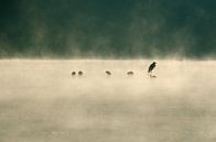 Heron in the fog by Marcel Pietersen thumbnail
