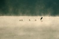 Heron in the fog