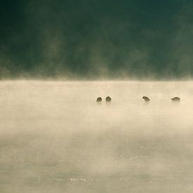 Reiger in de mist van Marcel Pietersen