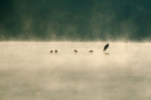 Reiger in de mist van Marcel Pietersen