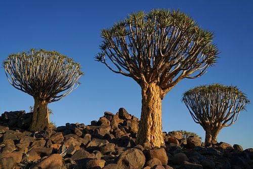 Trois arbres tubulaires s'élèvent vers le ciel, à Keetmanshoop, en Namibie