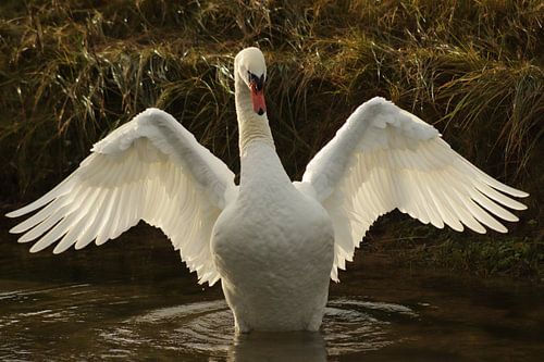 Amsterdam Wasserversorgung Dünen.