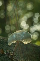 Catching the light