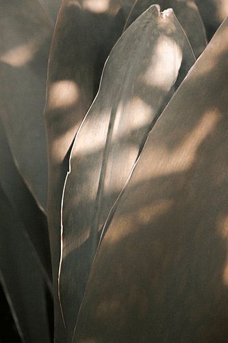 Botanisch Silhouette