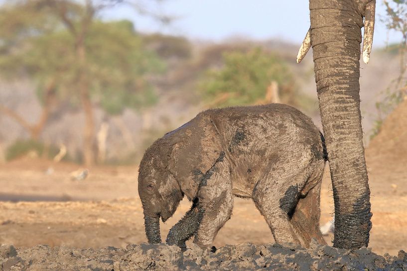 Eléphant veau par Petervanderlecq