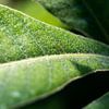 Feuilles vertes et douces d'une plante | fine art nature photo sur Karijn | Fine art Natuur en Reis Fotografie