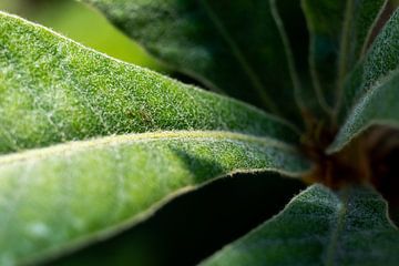 Weiche grüne Blätter der Pflanze | Fine Art Natur Foto von Karijn | Fine art Natuur en Reis Fotografie