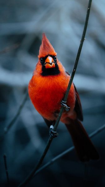 Mysteriöser roter Kardinal. von JMV nature photography