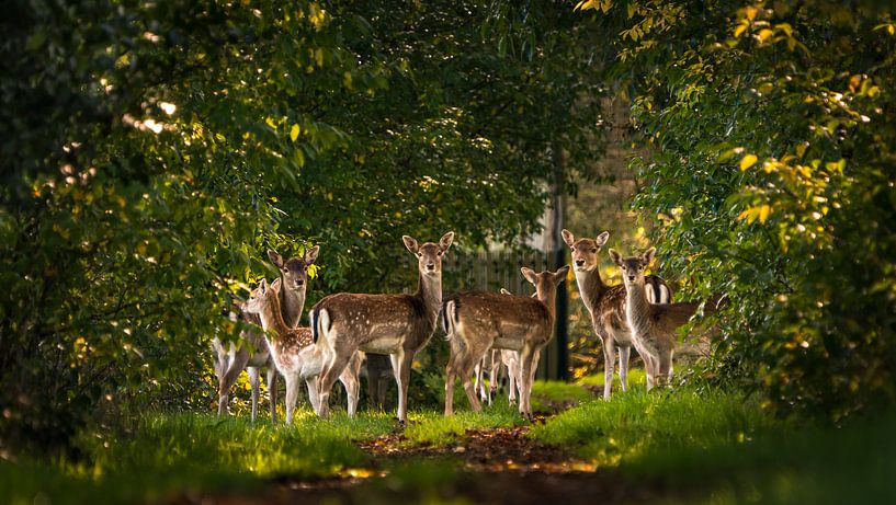 Rudern im Wald von piet douma