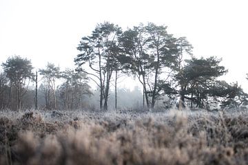 Bakkeveen van Jitske Cuperus-Walstra