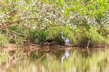 Libelle in Kabalebo in Suriname van René Holtslag