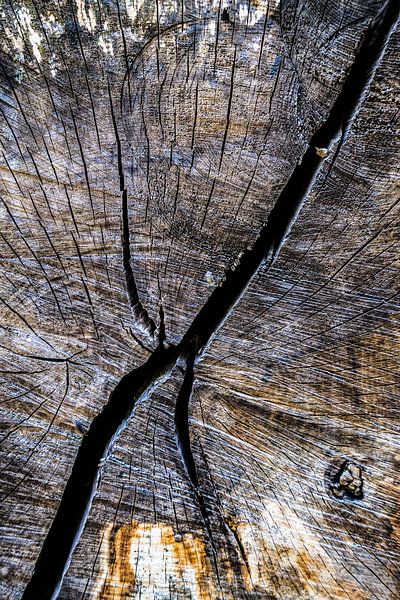 Ein Herz aus Holz von Rik Verslype