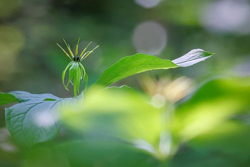 Einbeere im wald