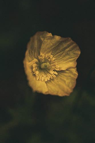 Gelbe Mohnblüte im Schatten – Botanische Makroaufnahme