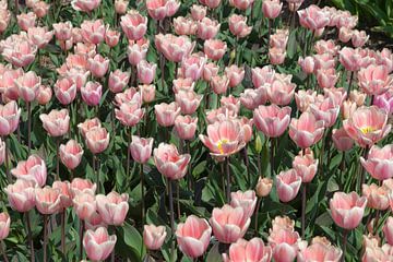 Veel roze tulpen van Tim Abeln
