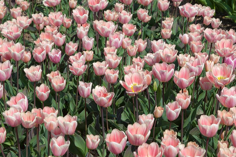 Viele rosa Tulpen von Tim Abeln