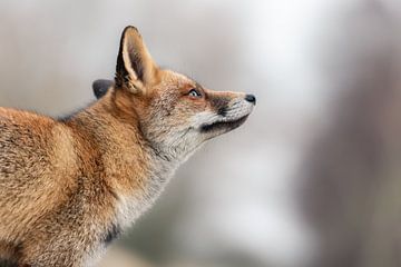 Head of fox on soft light background by Jolanda Aalbers