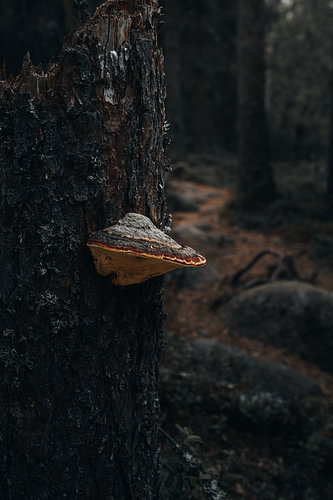 Dunkler Wald – Holzpilz auf einem abgebrochenen Baumstamm entlang eines Waldweges im hohen Norden