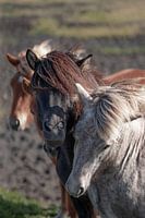 IJslandse paarden