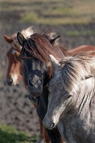 Isländische Pferde