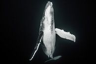 Une baleine nouveau-née émerge pour remplir les poumons d'air frais par Koen Hoekemeijer Aperçu