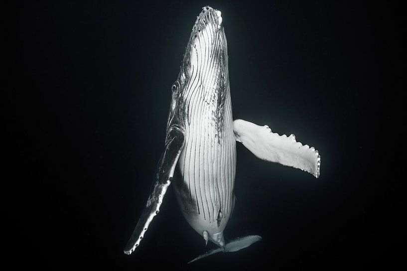 Une baleine nouveau-née émerge pour remplir les poumons d'air frais par Koen Hoekemeijer