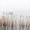 Riet in een meer van Wim Slootweg