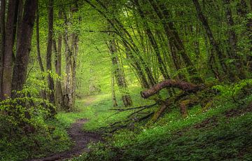 Regendag in de bossen van Hogne bij Marche-en-Famenne van Peschen Photography