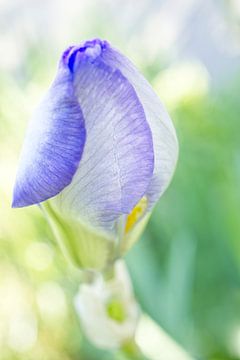 Dromerige paarse irisbloem van Iris Holzer Richardson