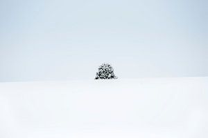 A lone tree in the middle of a snowy winter landscape. von Carlos Charlez