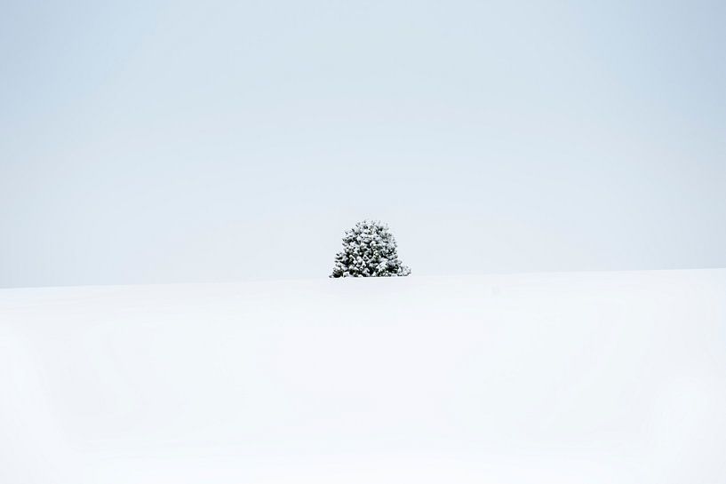 A lone tree in the middle of a snowy winter landscape. by Carlos Charlez