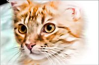 Katzenkind