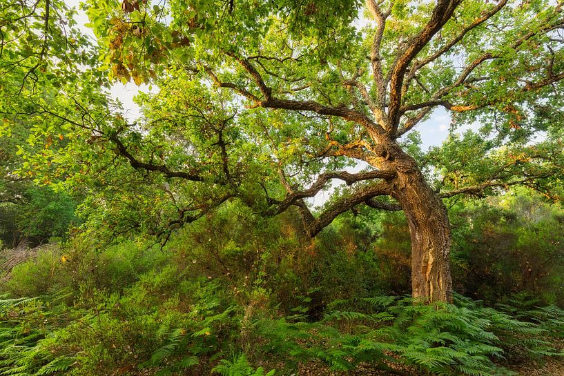 The dancing cork oak by Daniela Beyer