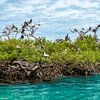Bird Island, Cosmoledo Atoll by Nancy Pauwels Photo