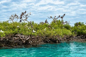 Vogelinsel, Cosmoledo-Atoll