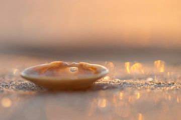 Een sieraad van het strand.