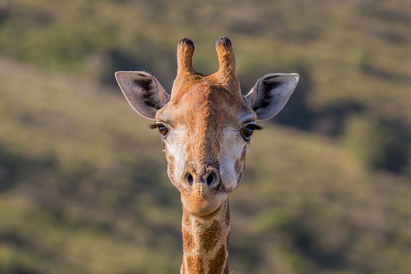 Nahaufnahme einer Giraffe Südafrika von John Stijnman