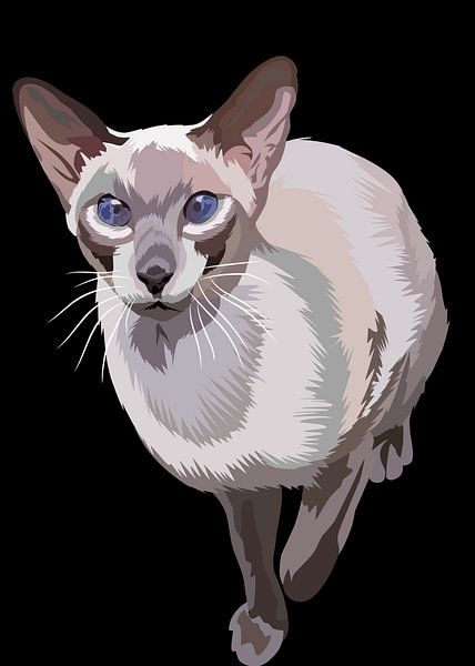 Snowshoe cat in vector by IHSANUDDIN .