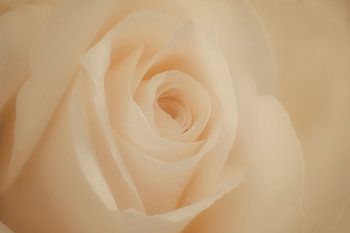 Rose in Nahaufnahme - ein Kunstwerk für sich