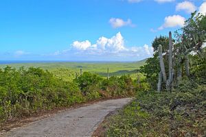 Vue du mont Christoffel Curaçao sur rene marcel originals