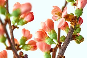 Rosa Blüte