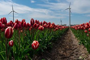 Rote Tulpen in einem Tulpenfeld in Nordholland mit modernen Windturbinen im Hintergrund