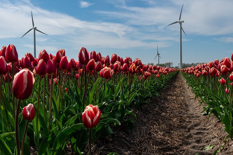 Rode tulpen in een tulpenveld in Noord Holland met moderne windturbines in de achtergrond van Anges van der Logt