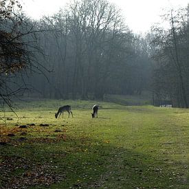 Hertjes in het bos von Frank de Ridder