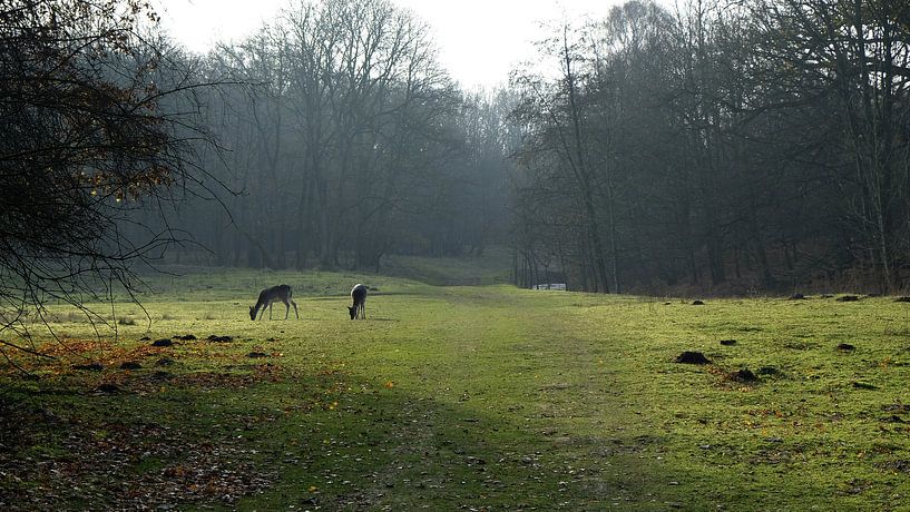 Hertjes in het bos par Frank de Ridder