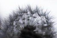 Fruit of a dandelion with silhouette of fluff against light background