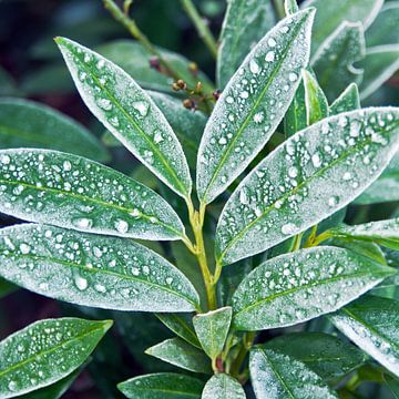 Winter ice drops on green foliage by Silva Wischeropp