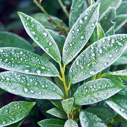 Winterliche Eistropfen auf grünem Blattwerk von Silva Wischeropp