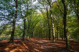 Bos op een zonnige dag